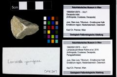 Foto (Objekt + Etikett) von Lemacola jenniferae (Robins et al., 2016)  (NHMW-GEO-1990-0041-2979)